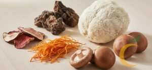 Fungos medicinais variados, como reishi, lion’s mane, cordyceps e chaga, dispostos sobre uma mesa.